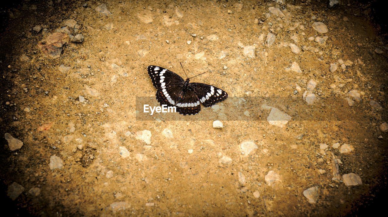 Close-up high angle view of butterfly on ground