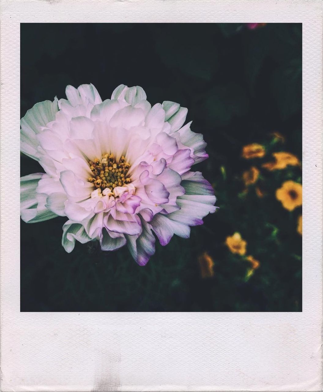 CLOSE-UP OF PINK FLOWER BLOOMING