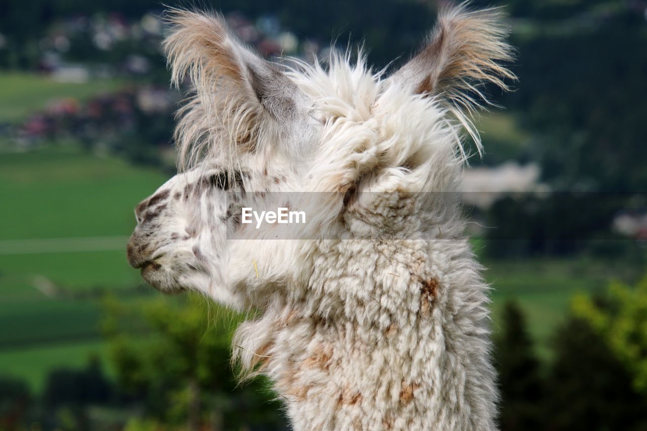 Close-up of lama on field looking away