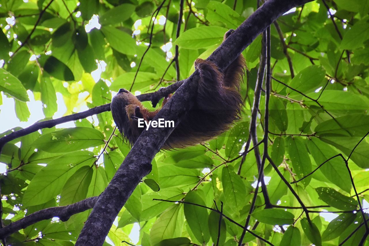 animal, animal themes, animal wildlife, tree, plant, wildlife, branch, one animal, leaf, plant part, nature, green, jungle, rainforest, mammal, no people, low angle view, primate, environment, forest, outdoors, flower, beauty in nature, land, monkey, day, bird, climbing, growth