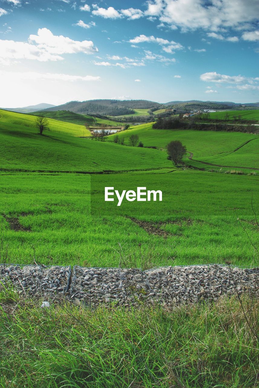 Scenic view of grassy field against sky