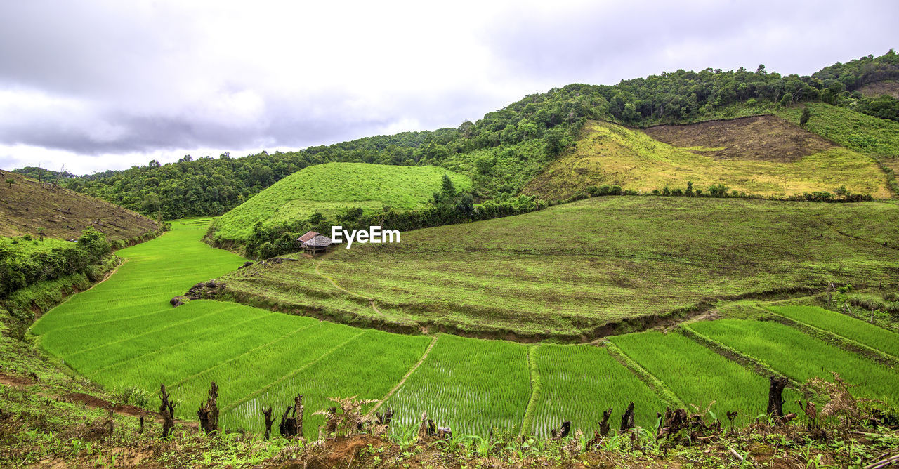 A small hut located on the rice terrace.