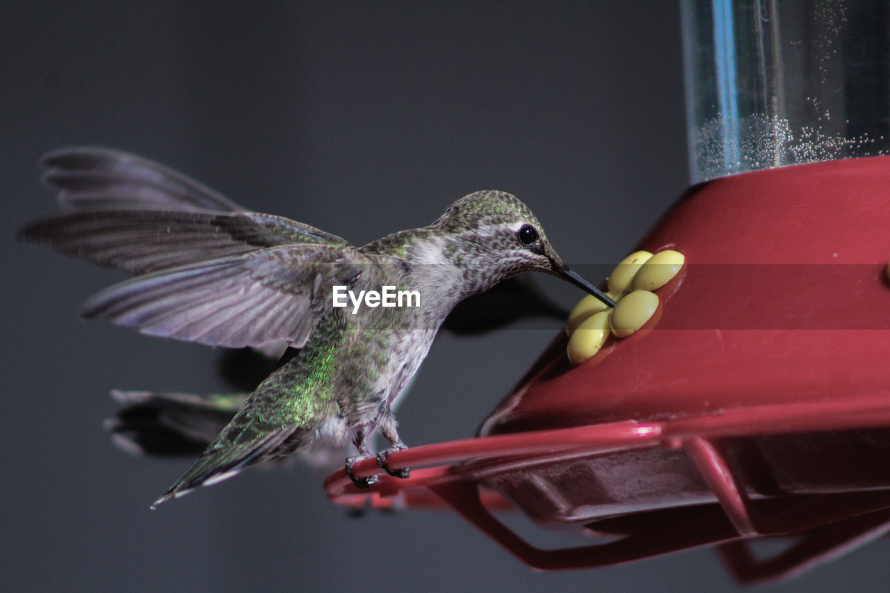 Close-up of humming bird eating 