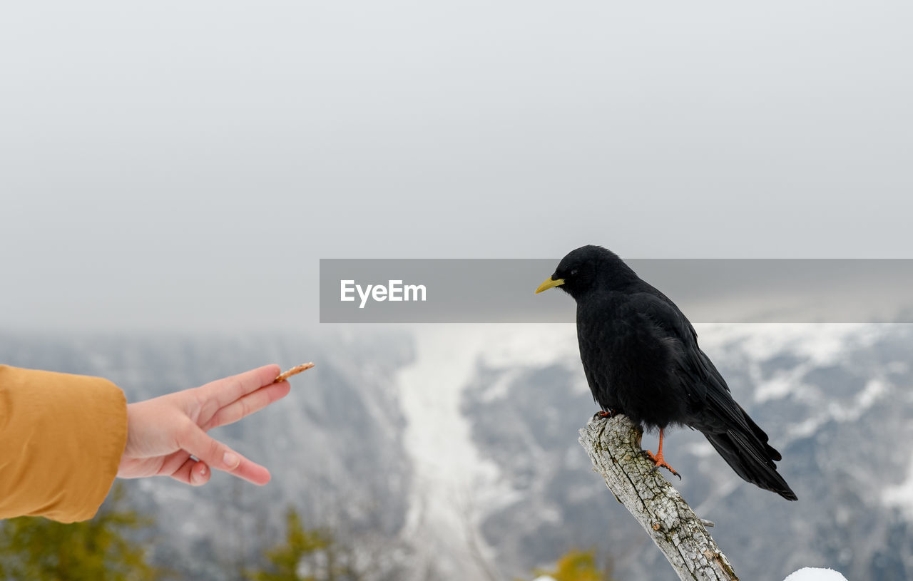 Close-up photo of woman holding cracker, feeding black bird in snowy mountains