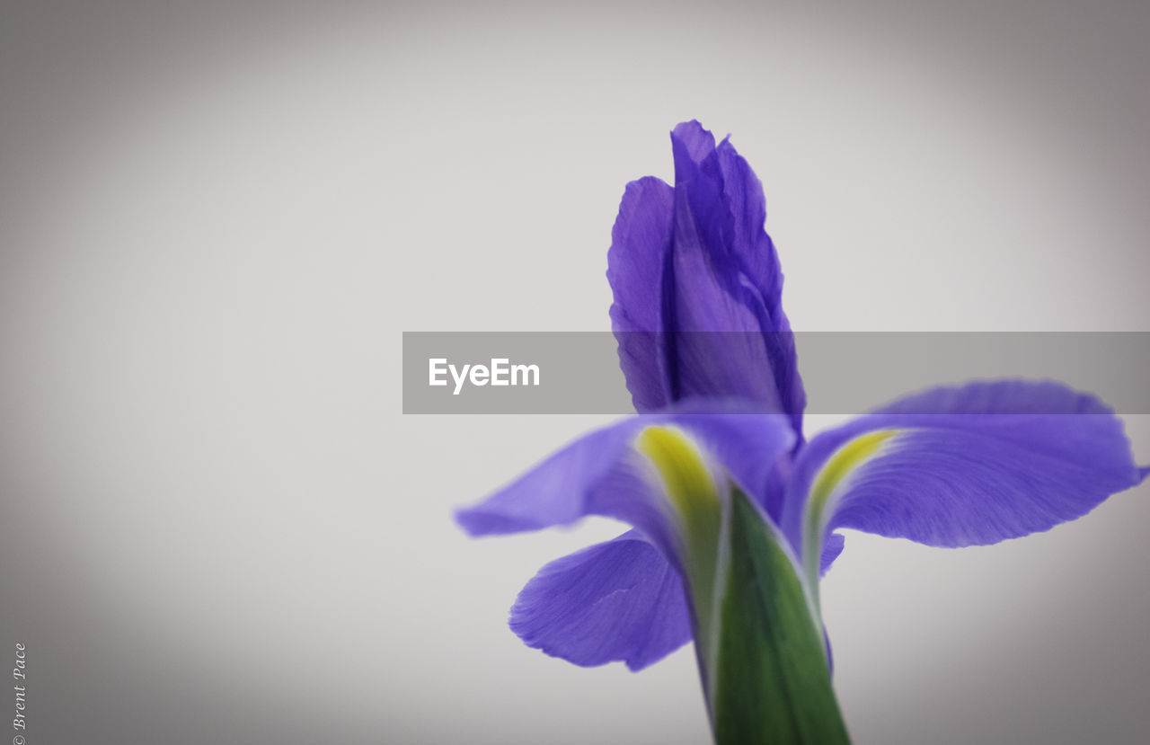 CLOSE-UP OF PURPLE FLOWERS BLOOMING