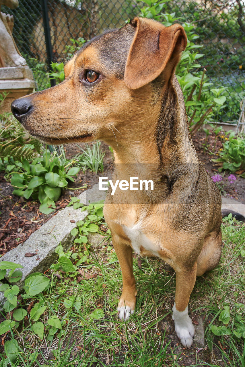 Close-up of dog outdoors