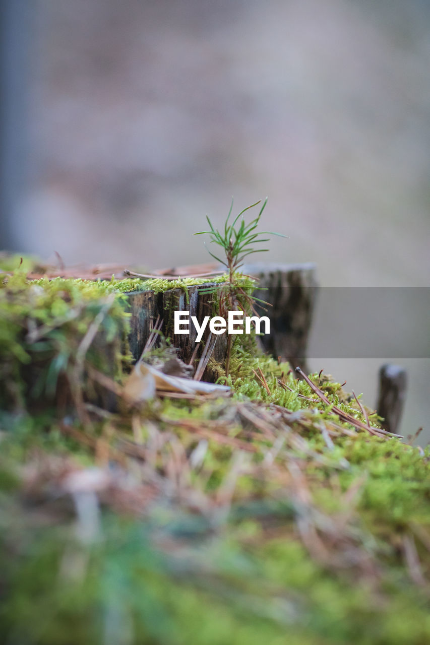 CLOSE-UP OF MOSS ON WOOD