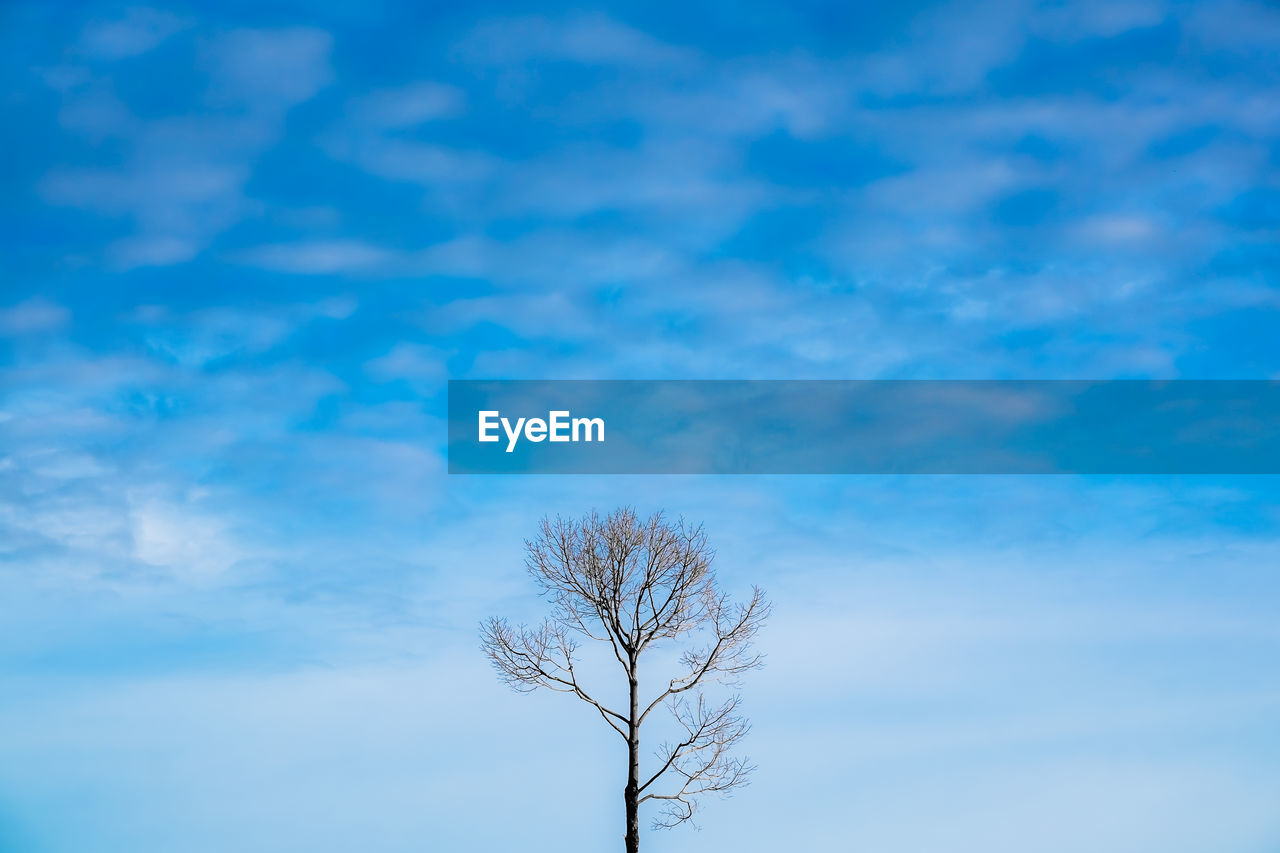 LOW ANGLE VIEW OF TREE AGAINST SKY