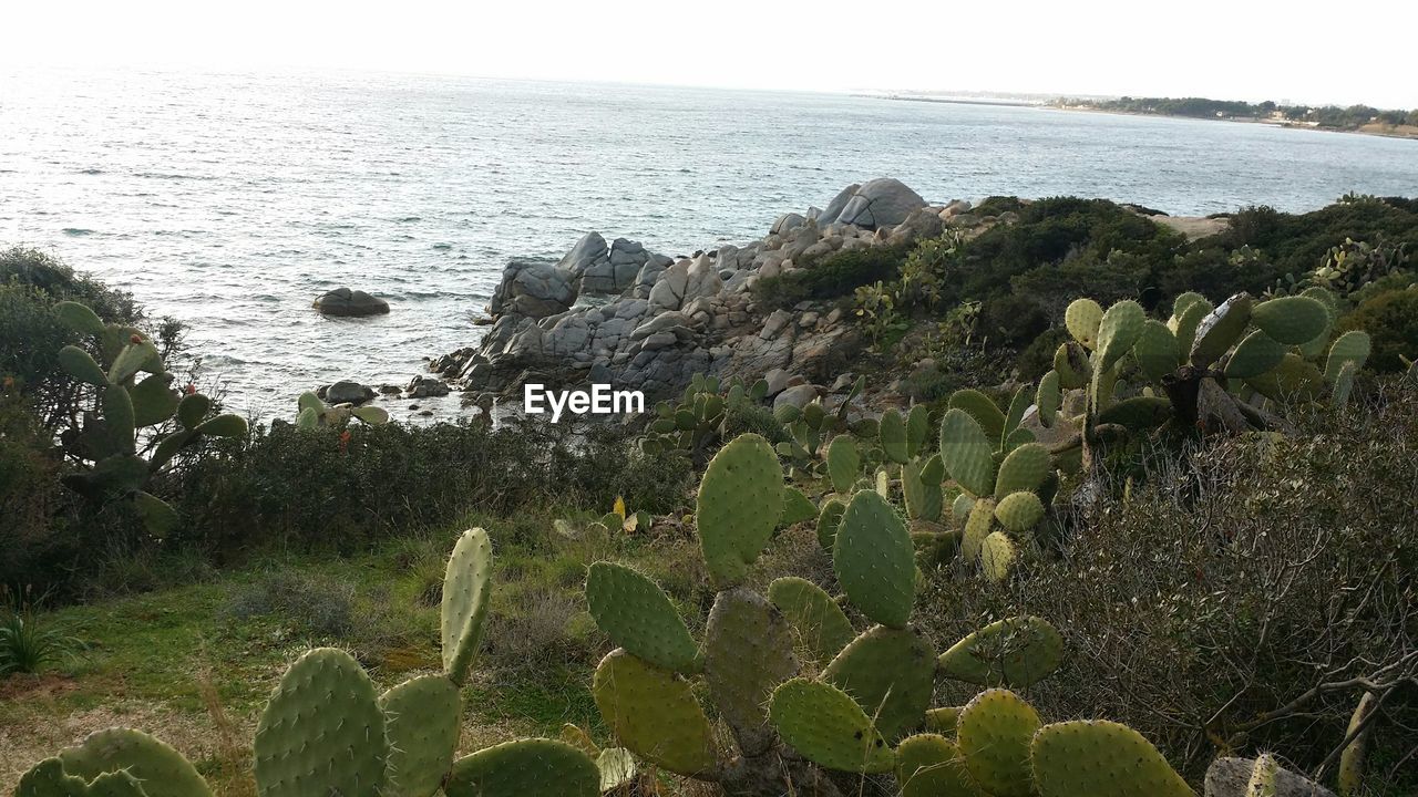 Cactus plants at beach
