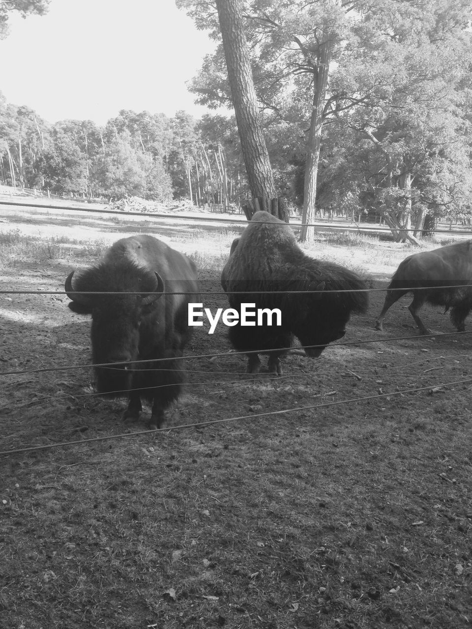 American bison on field