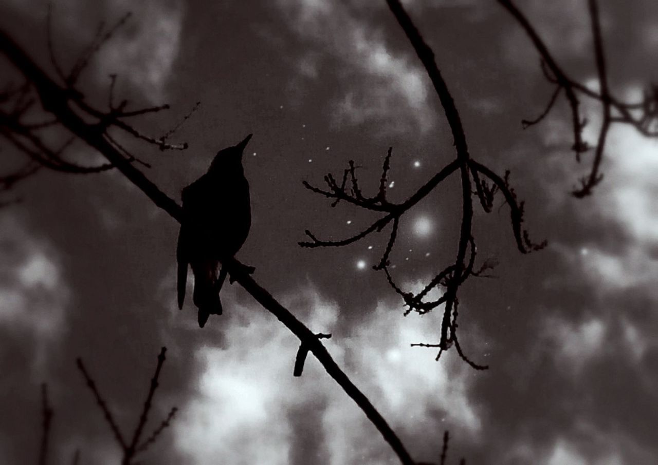 LOW ANGLE VIEW OF BARE TREES AGAINST CLOUDY SKY