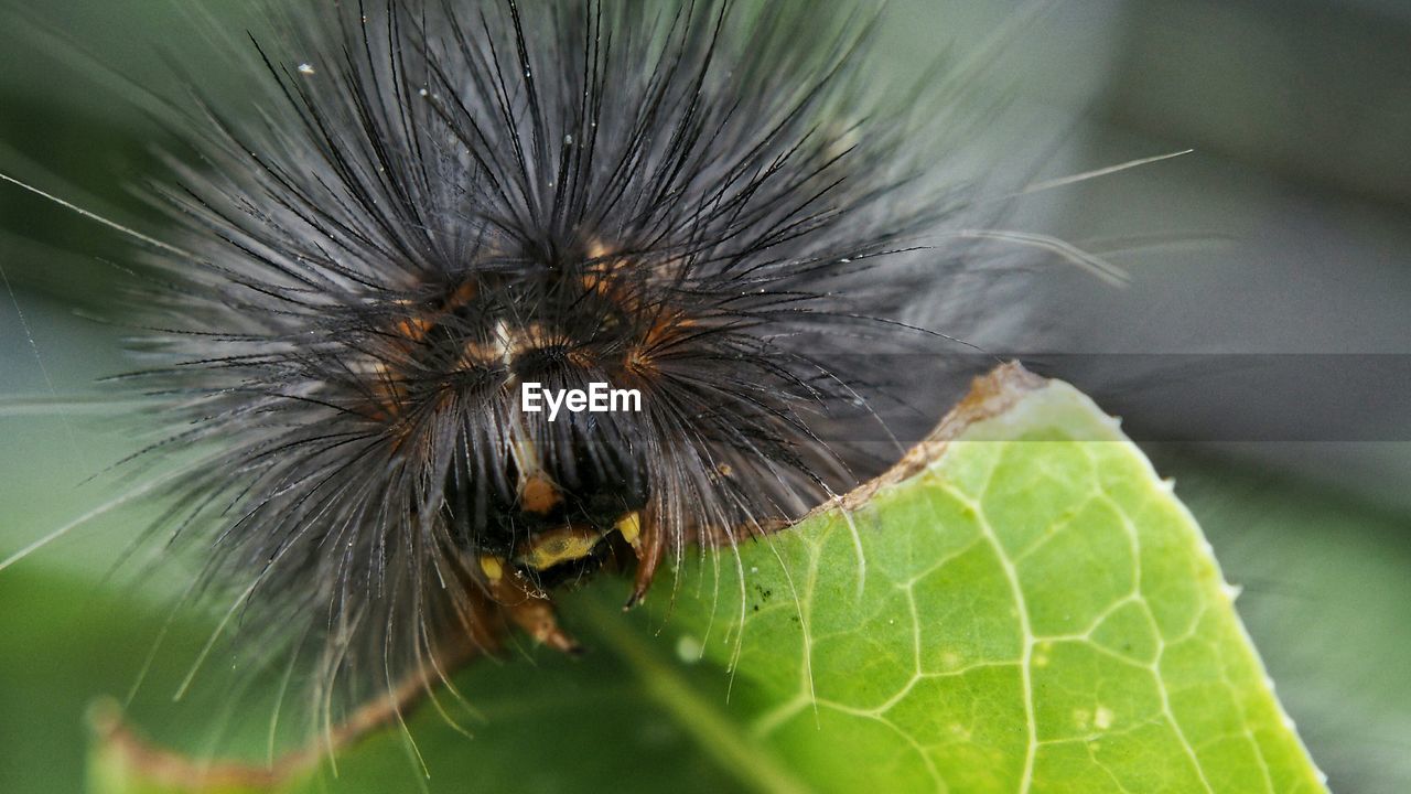 Close-up of thorny caterpillar feeding on leaf