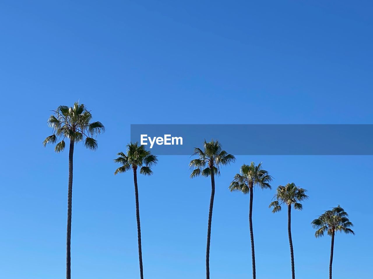 LOW ANGLE VIEW OF COCONUT PALM TREES AGAINST CLEAR BLUE SKY