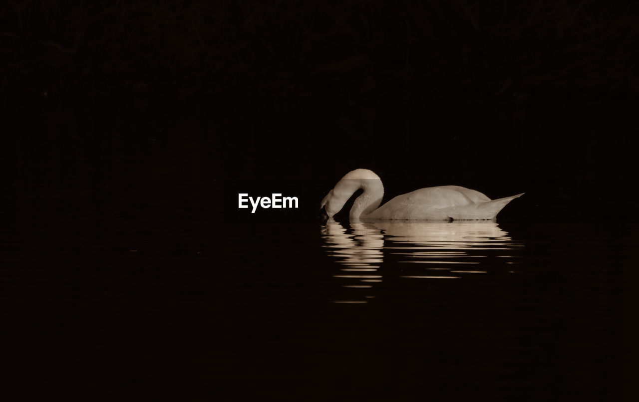 View of swan swimming in lake