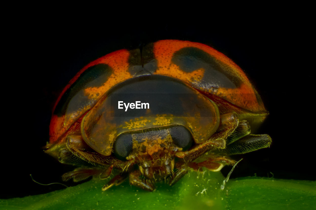 Close-up of beetle against black background