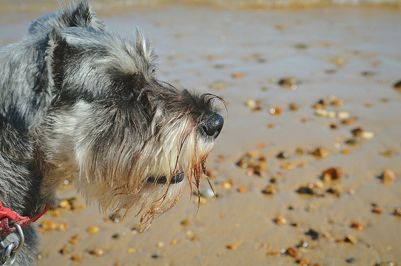 Close-up of dog on sand