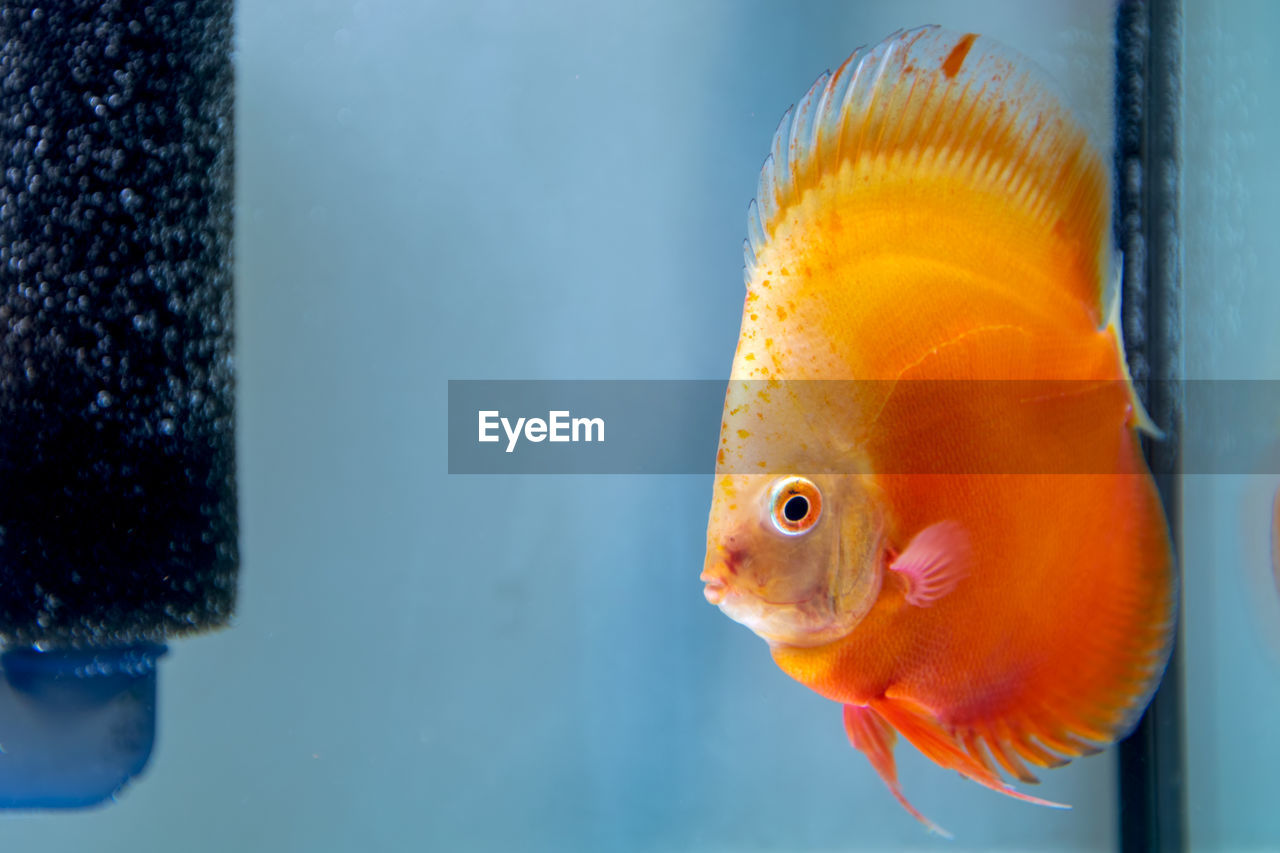 FISH IN SEA