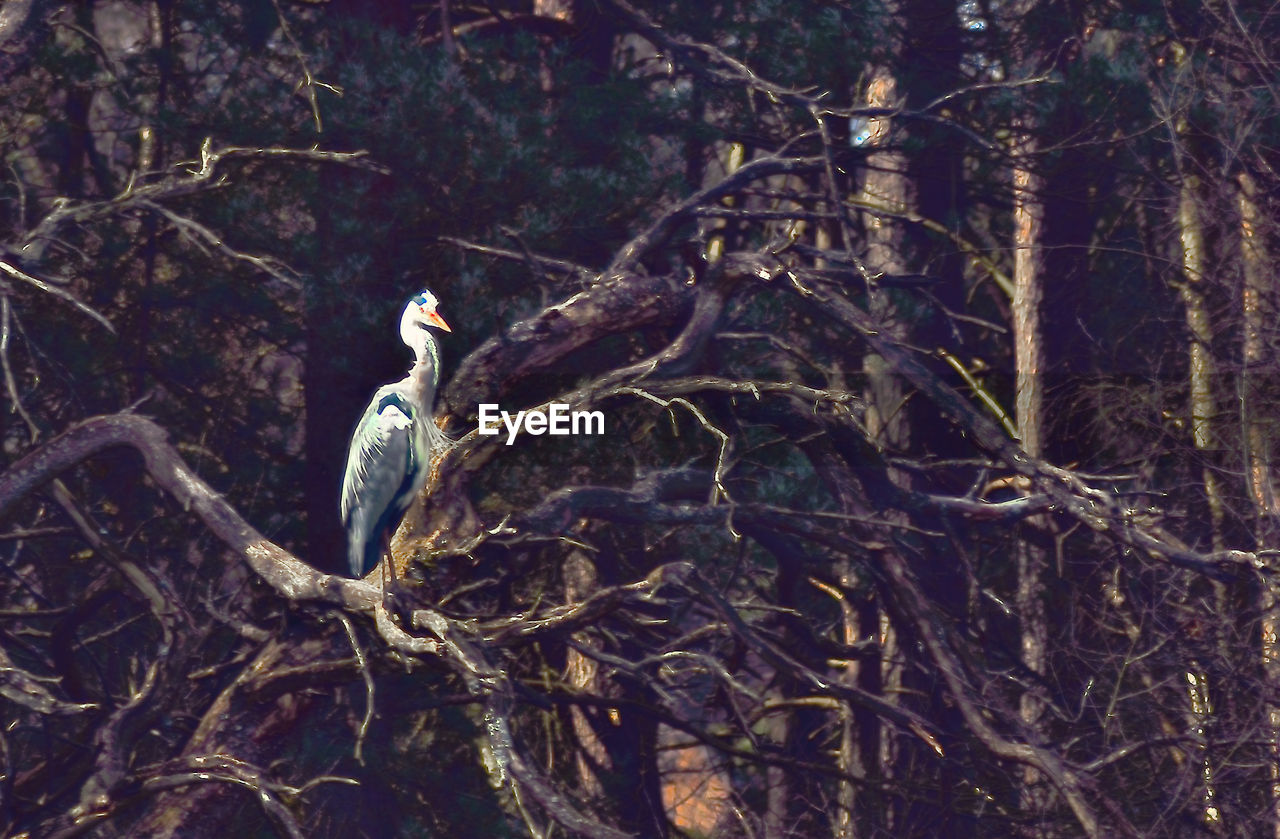 Gray heron perching on branch