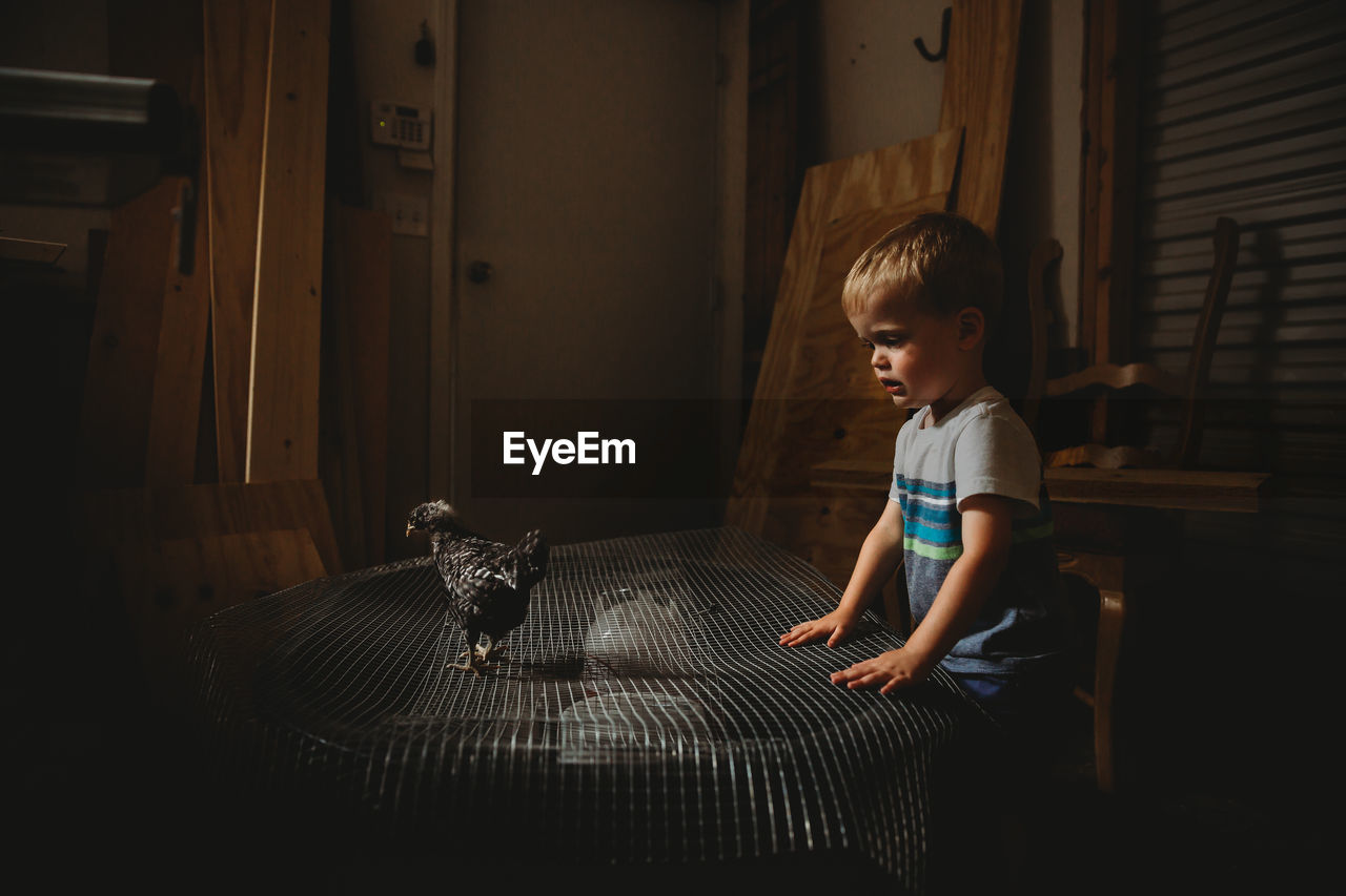 Young boy watching baby chicken indoors