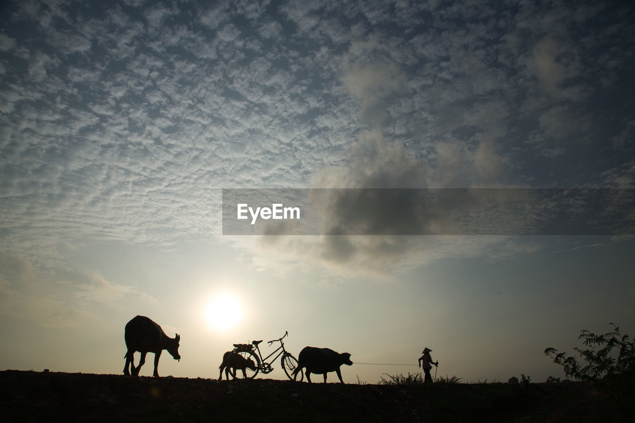 Silhouette cows on field against sky during sunset