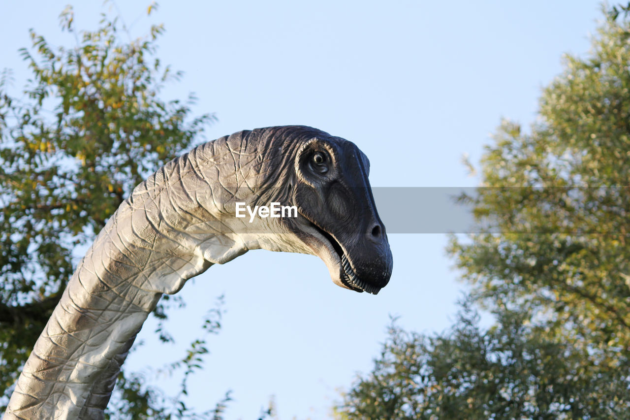 LOW ANGLE VIEW OF HORSE AGAINST TREES