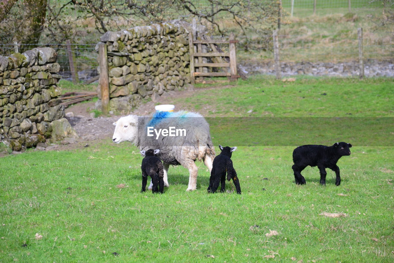 Herdwick ewe sheep with lambs