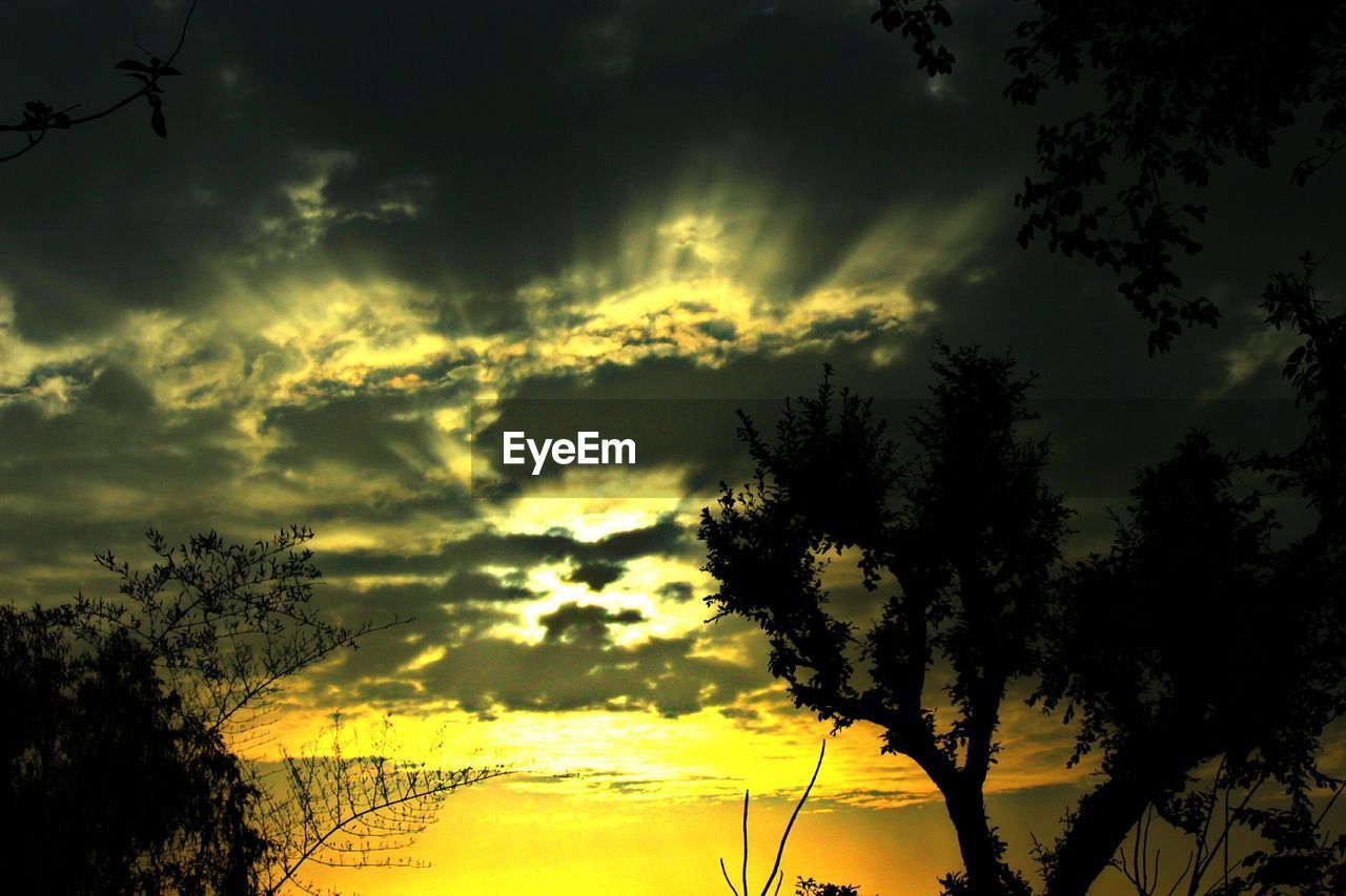 SILHOUETTE OF TREES AGAINST CLOUDY SKY