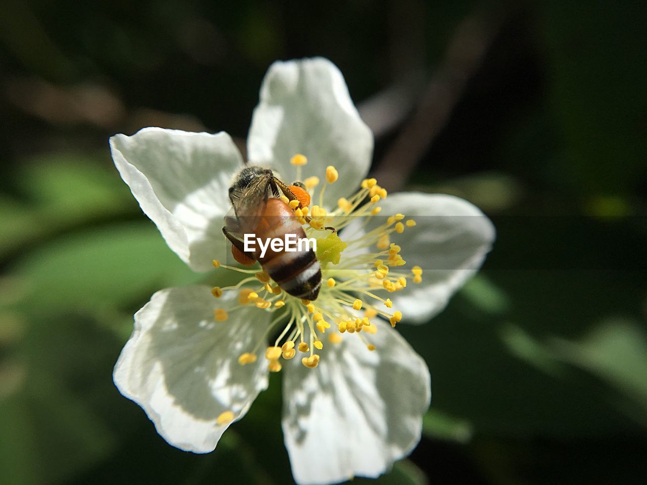 Close-up of bee on white flower