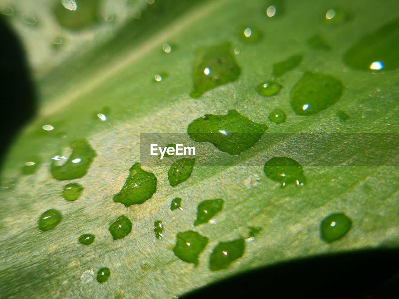 CLOSE-UP OF WET LEAVES