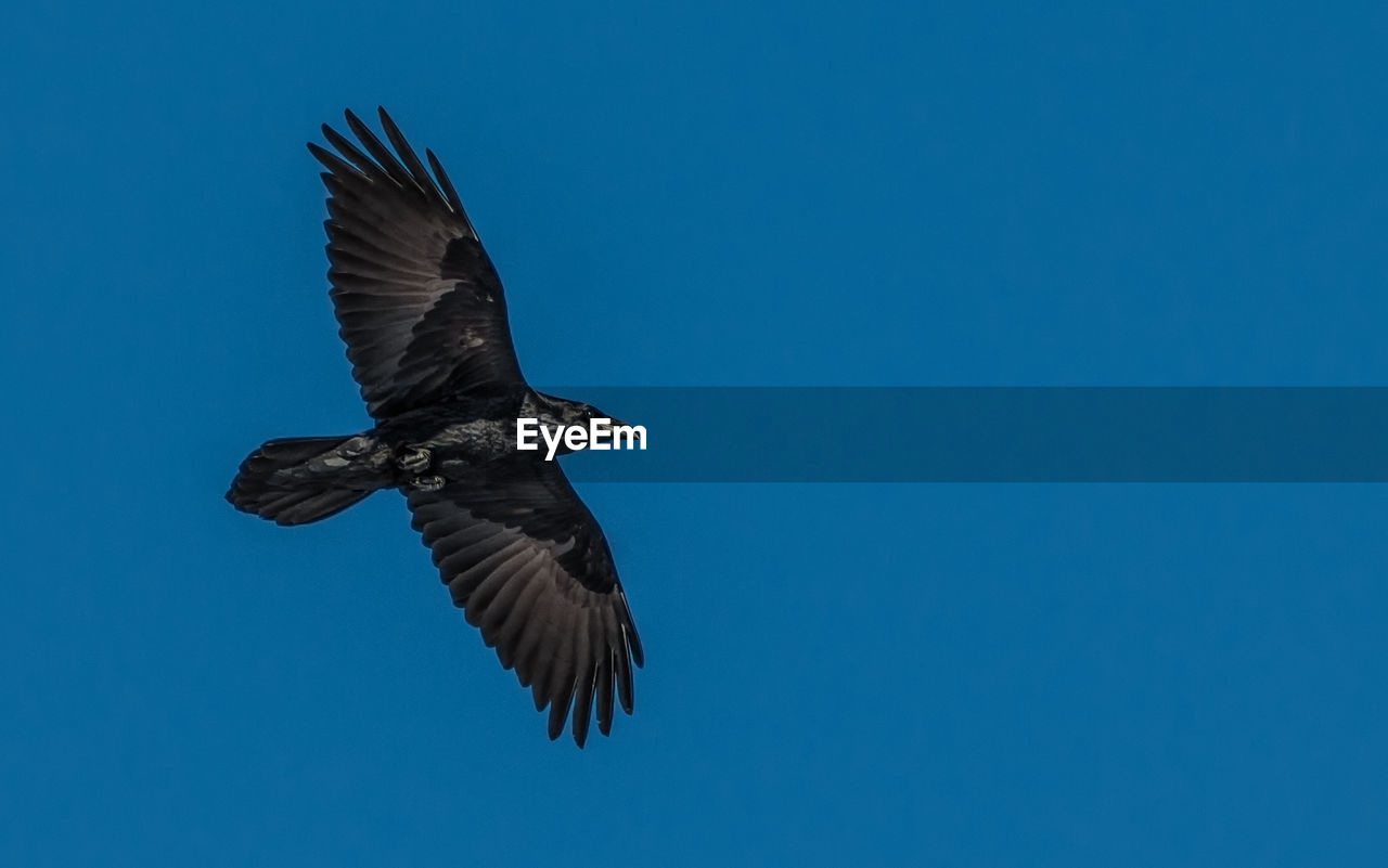 Low angle view of bird flying against clear blue sky