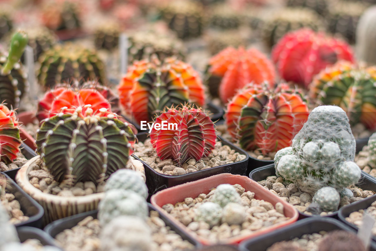 HIGH ANGLE VIEW OF SUCCULENT PLANT IN MARKET