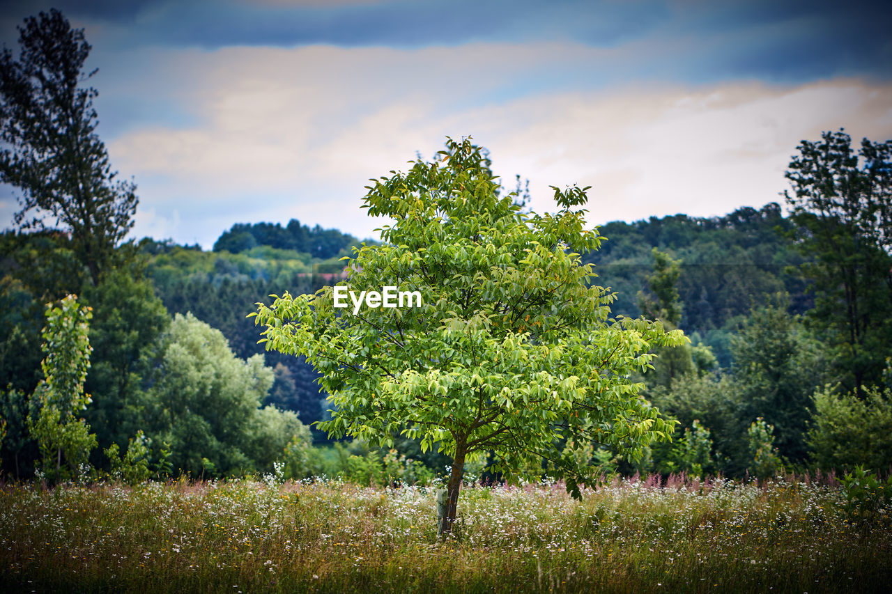 PLANTS GROWING ON LAND AGAINST SKY