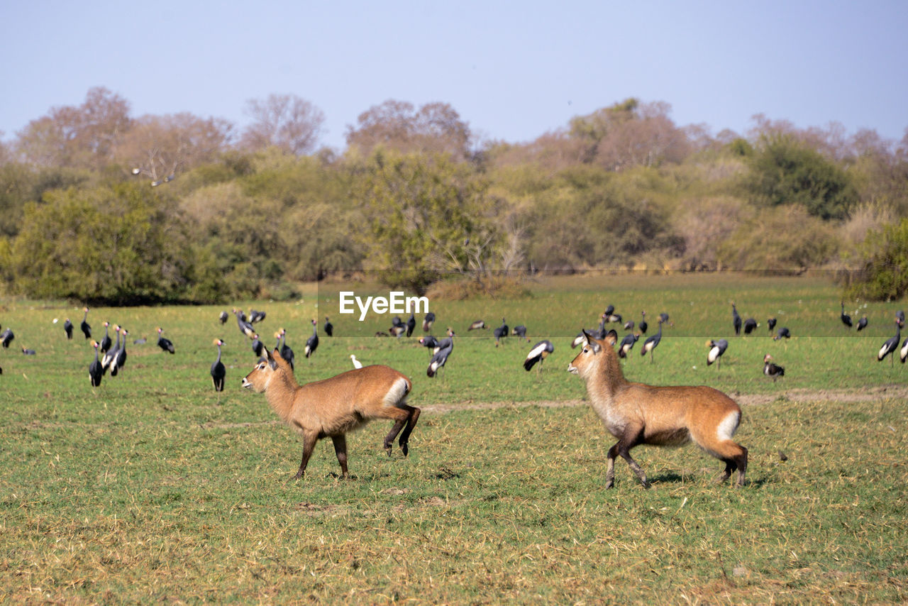 FLOCK OF SHEEP ON GRASSY FIELD