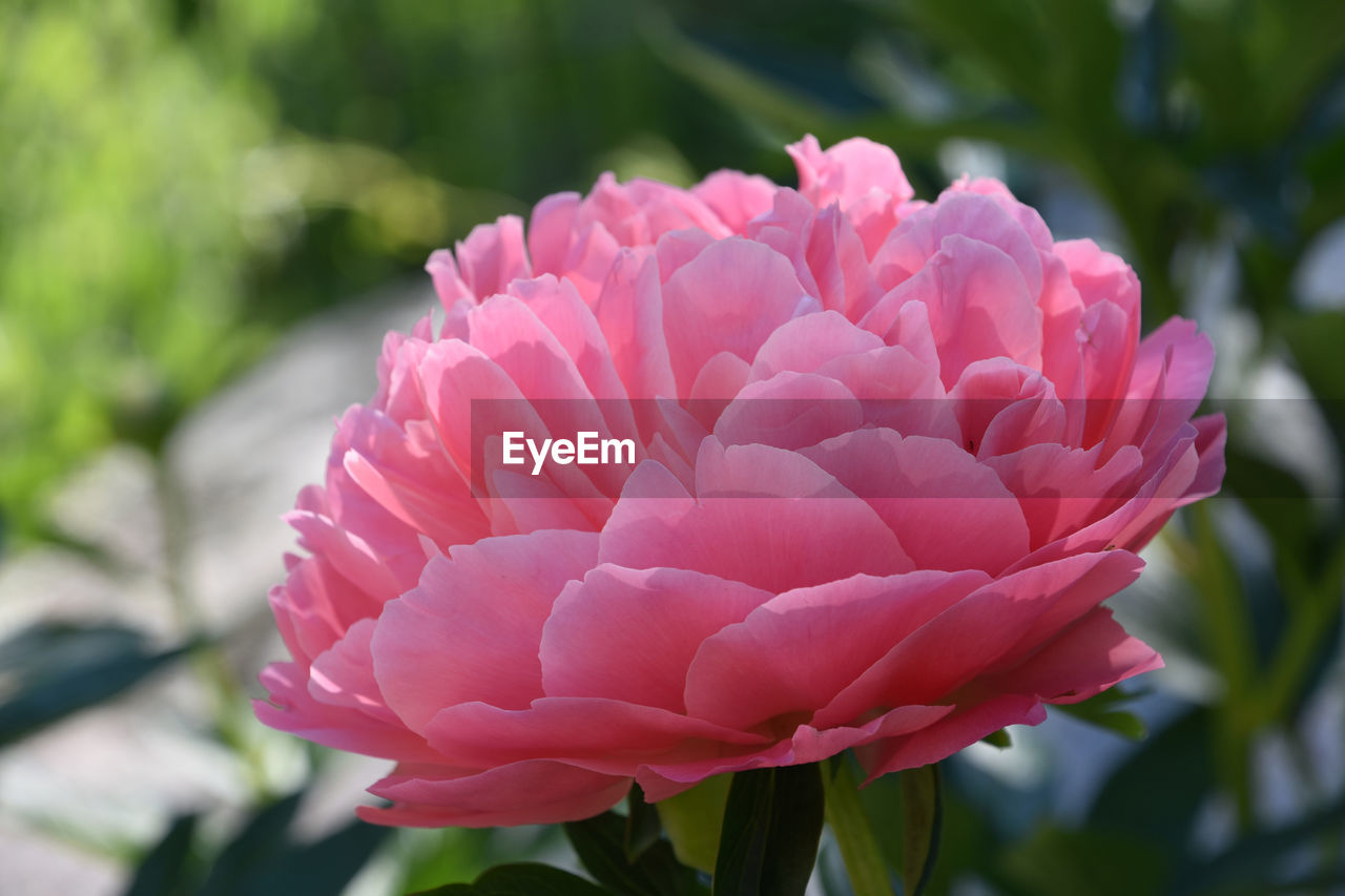 flower, flowering plant, plant, beauty in nature, freshness, pink, petal, close-up, nature, inflorescence, flower head, fragility, growth, focus on foreground, leaf, plant part, no people, outdoors, springtime, day, rose, blossom