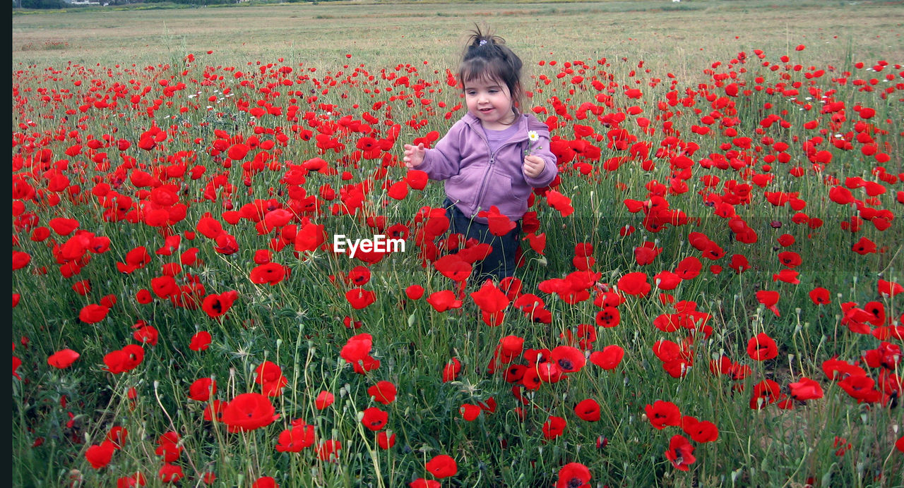 Cute girl standing amidst red flowering field