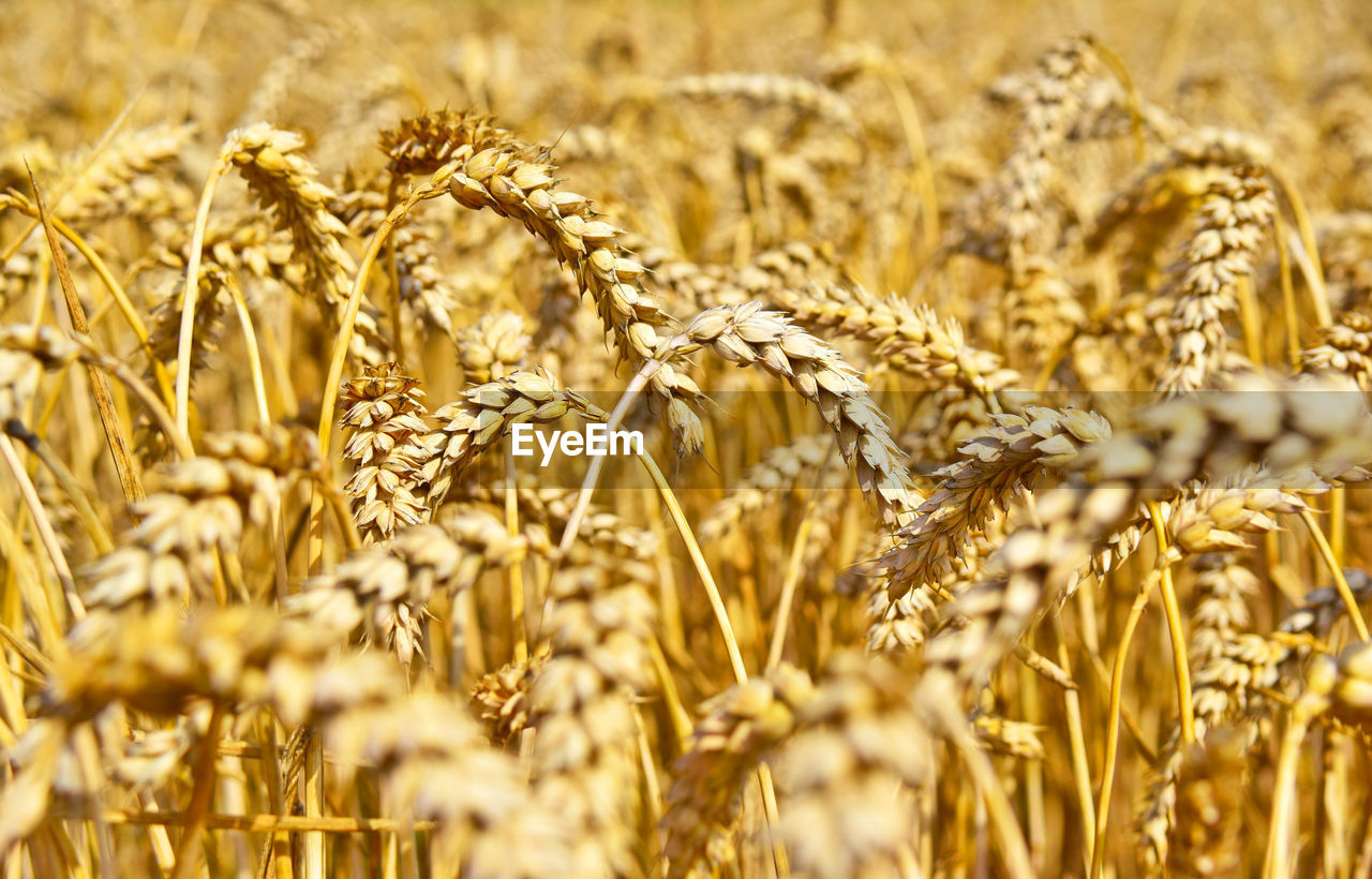 CLOSE-UP OF STALKS IN FIELD