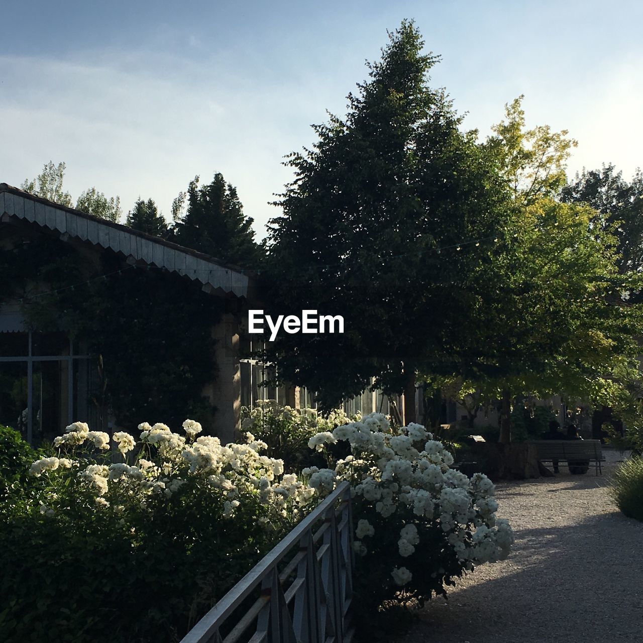 Flowers growing on tree