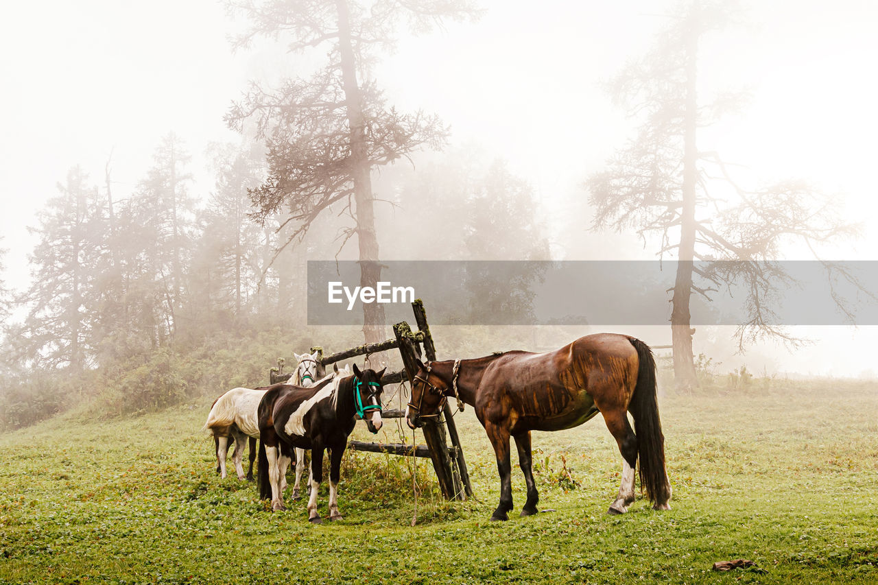 Altai horses on leash on foggy morning at halt