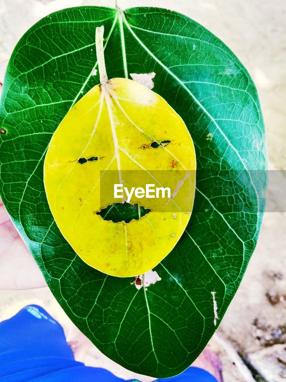 HIGH ANGLE VIEW OF LEAVES ON PLANT