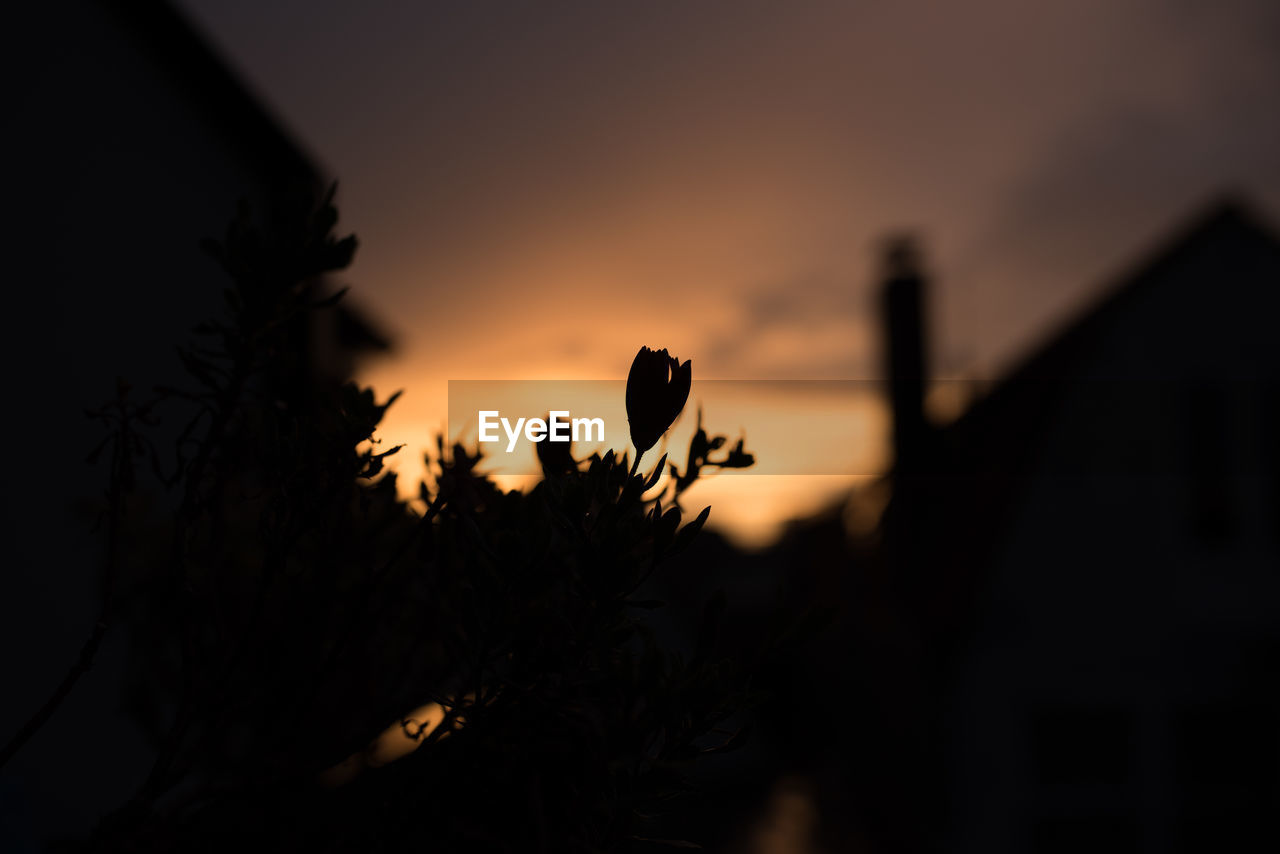CLOSE-UP OF SILHOUETTE PLANT AGAINST SUNSET SKY
