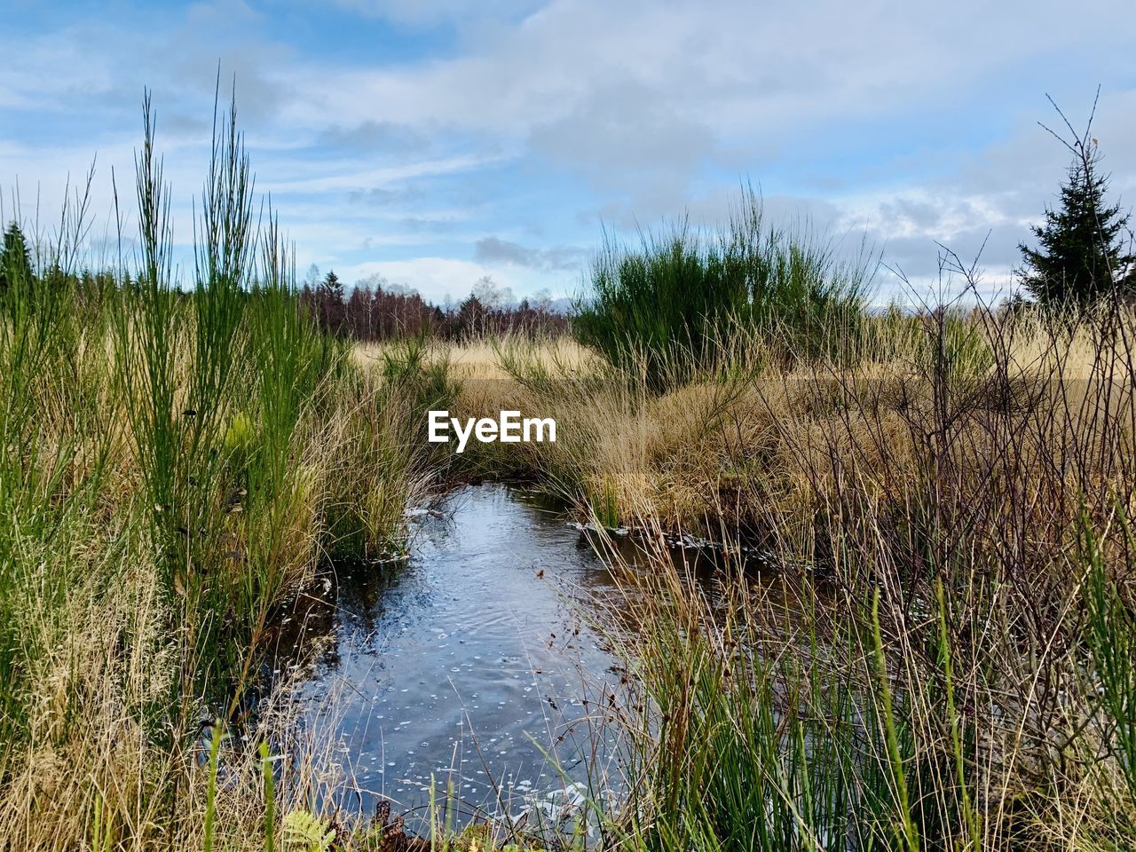 PLANTS GROWING IN RIVER