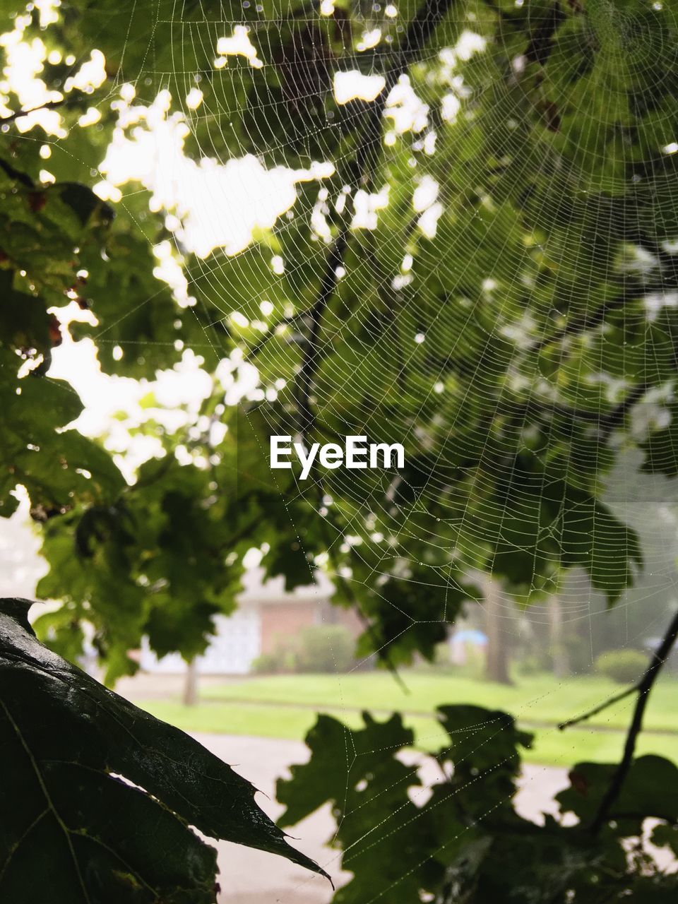 CLOSE-UP OF WATER DROPS ON SPIDER WEB ON TREE