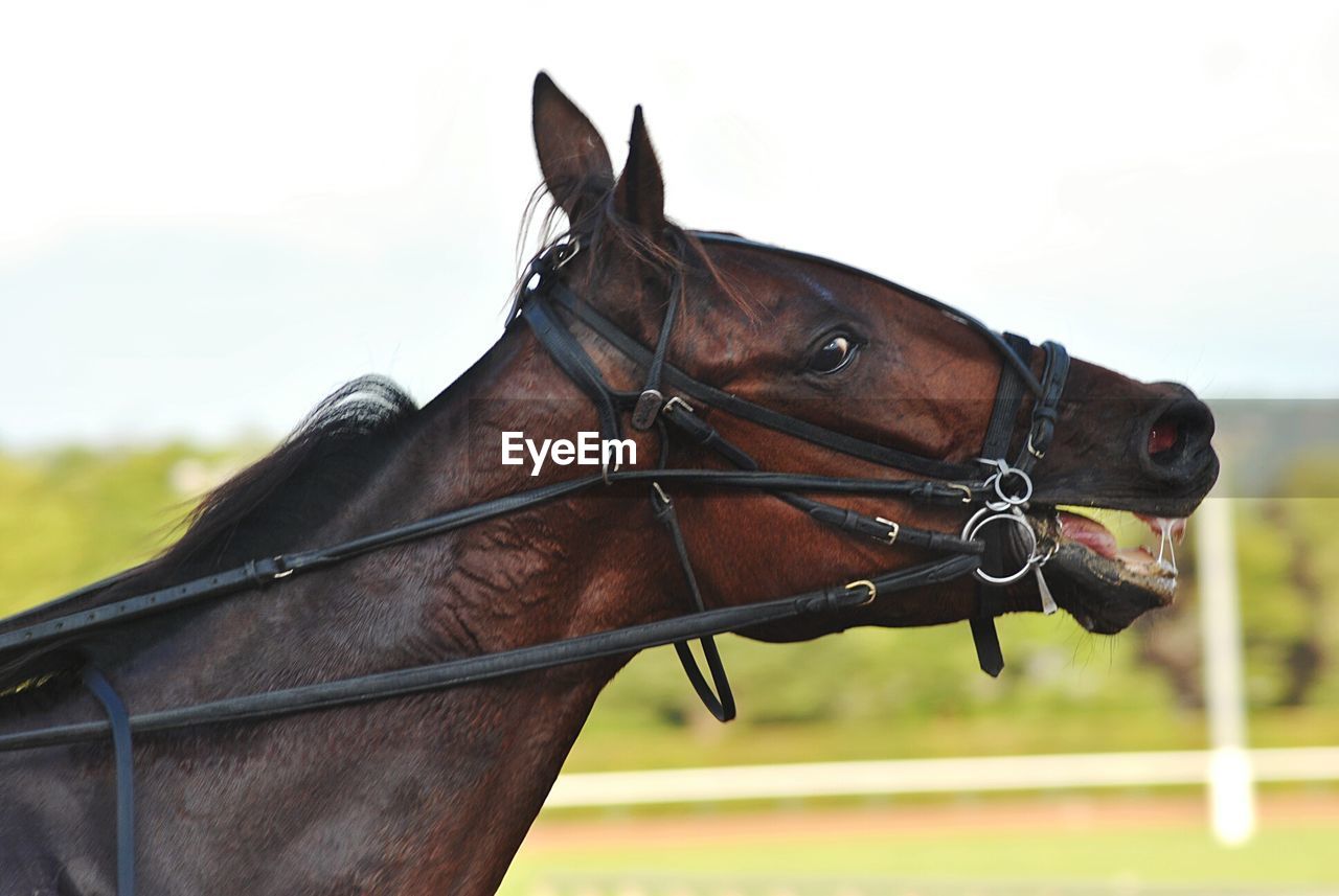 Close-up of brown horse