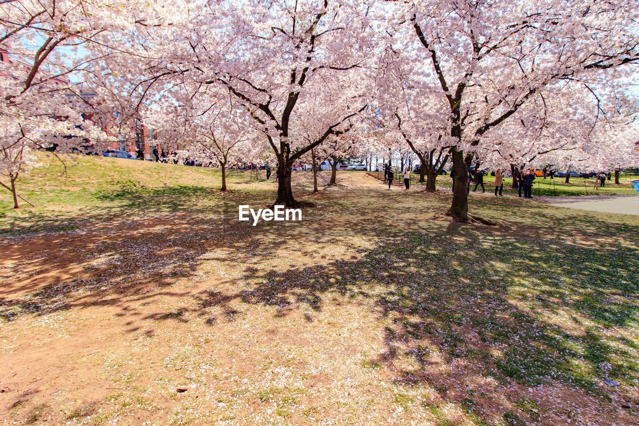 CHERRY BLOSSOMS IN PARK