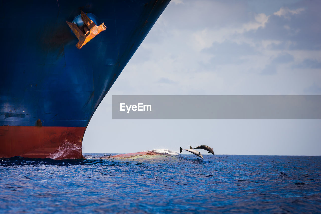 Fish diving in sea with ship in foreground