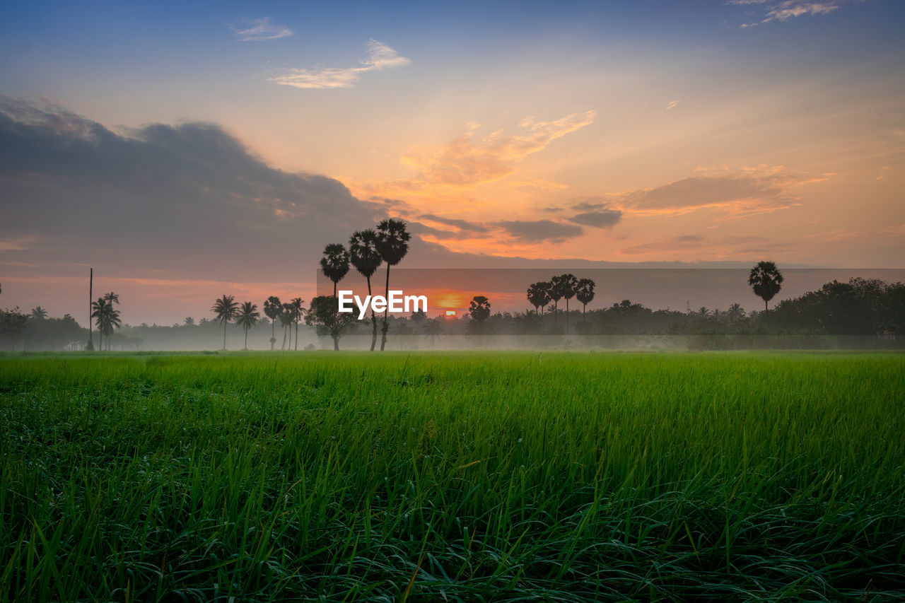 Scenic view of field against sky during sunset