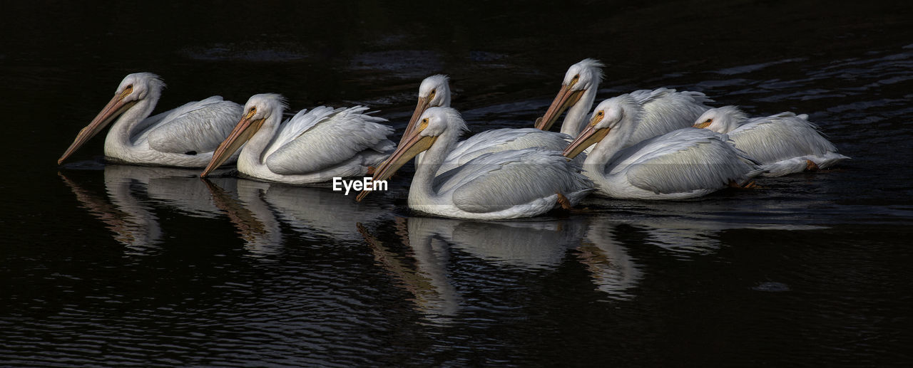 SWANS SWIMMING ON LAKE