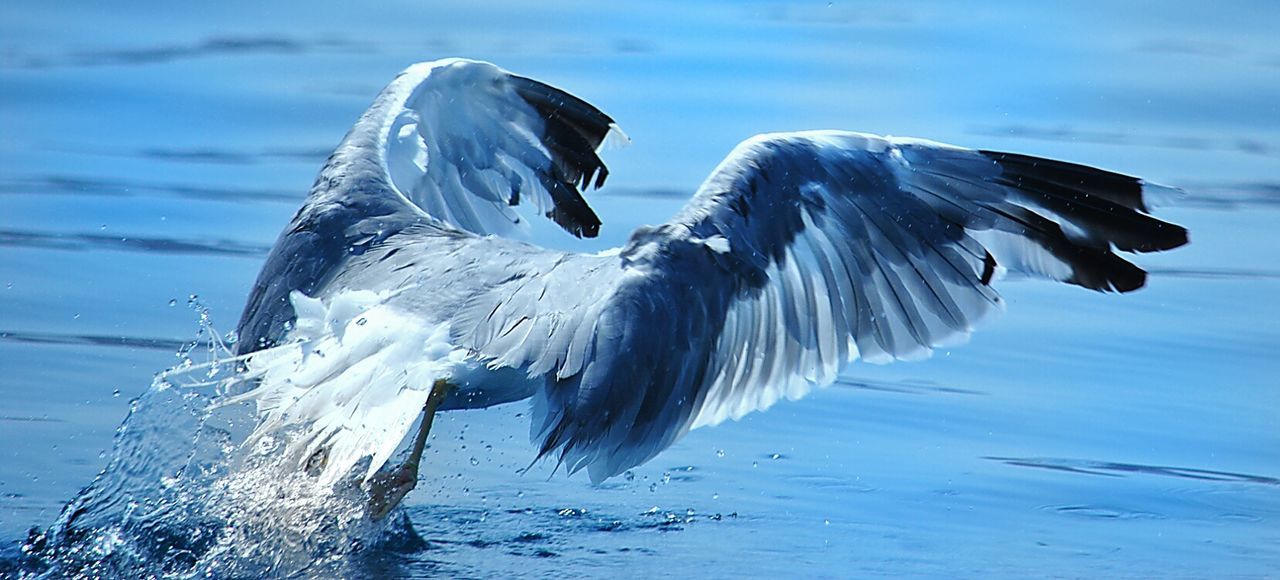 TWO BIRDS IN WATER