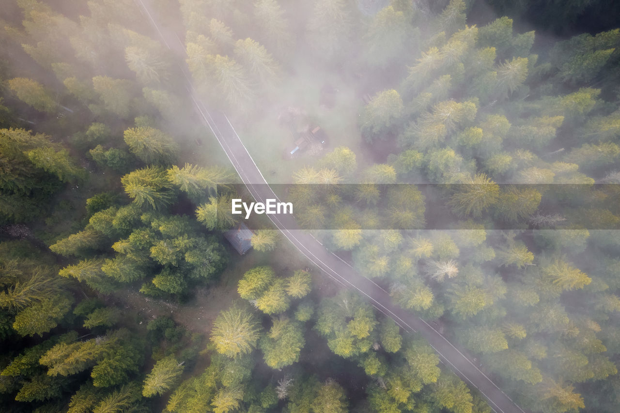 Forest from above with fog rolling in in montenegro, taken in june 2022