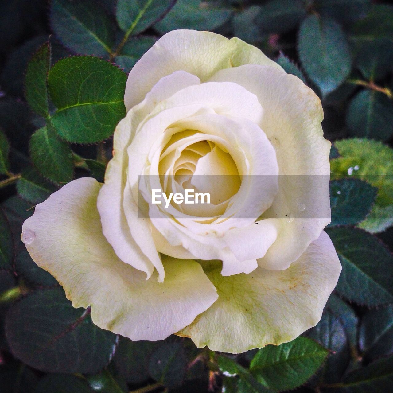 CLOSE-UP OF ROSE FLOWER